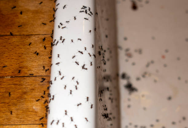 Best Flea Control Services  in Prescott, AR